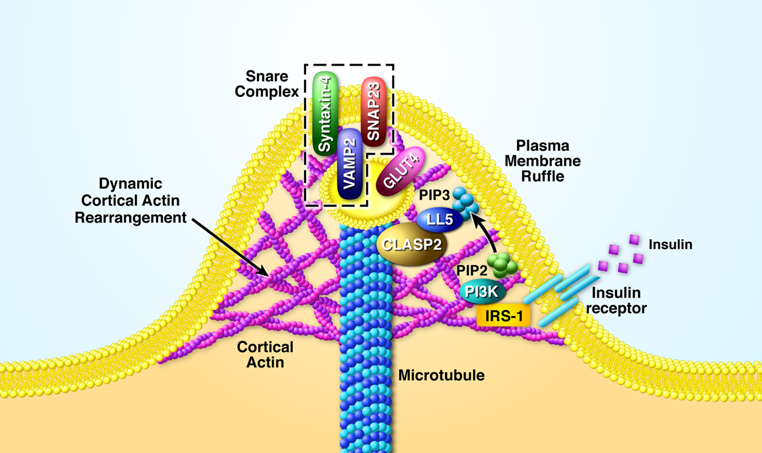 glut4 structure